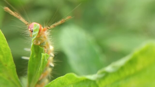 Hairy hump caterpillars feed on hairy bush leaves. The poisonous hairs cause itching, allergies, burning and swelling.