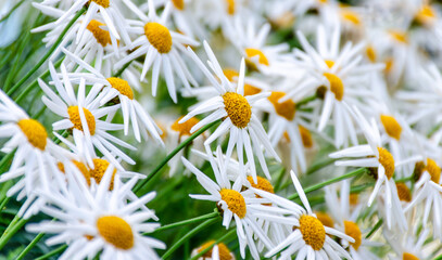 field of white flowers