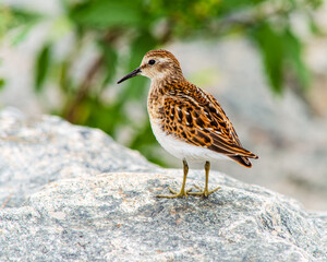 shorebird on a rock