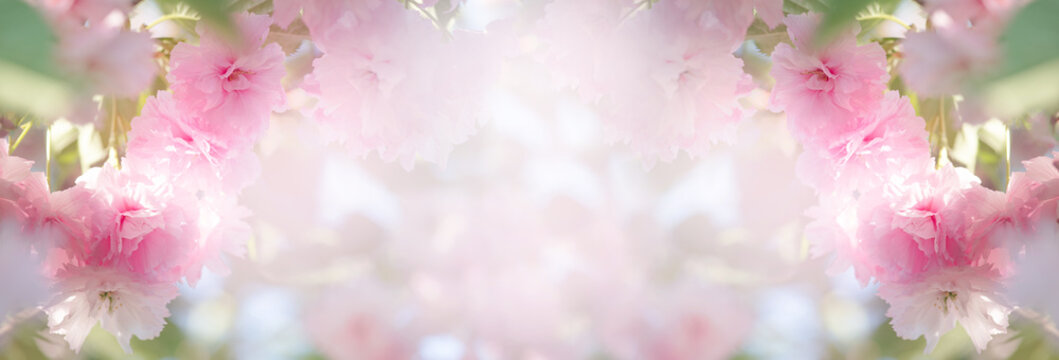 Japanese Sakura tree blossom, flowers with pink petals blooming in spring fabulous garden, mysterious fairy tale springtime floral dreamy wide banner background with cherry bloom, beautiful nature.