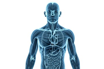 x-default 3D Human Anatomy with Visible Organs and Muscles - Digital X-Ray View