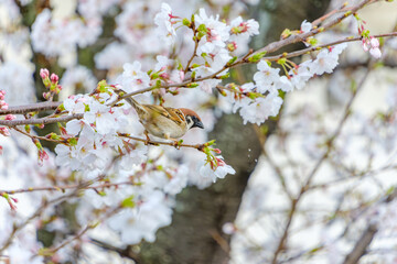 満開の桜の枝に止まるかわいいスズメと春の風景