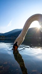 Swan's head plunges into reflective lake; mountains and sunburst in background