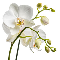 Obraz premium Beautiful white phalaenopsis orchid flower with exotic petals and green stem isolated on a white background showcasing natural tropical botany and floral beauty