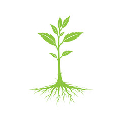 Fototapeta premium Green Plant with Roots Vector Illustration, Eco Growth Nature Logo, Organic Seedling Silhouette, Environmental Sustainability Concept
