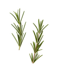Fototapeta premium Fresh green rosemary herb sprigs on white background isolated on a transparent background