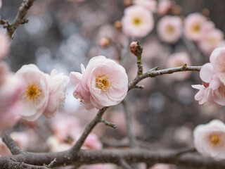 春の息吹、鮮やかな紅梅