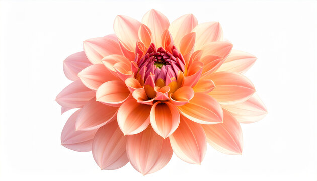 Vibrant peach dahlia flower blooms in garden with lush petals on display