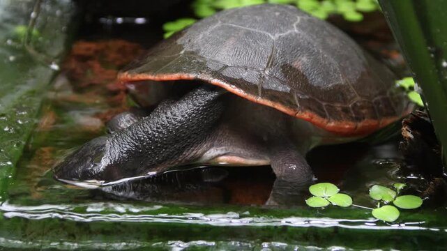 Softshell turtles looking for food near the pond