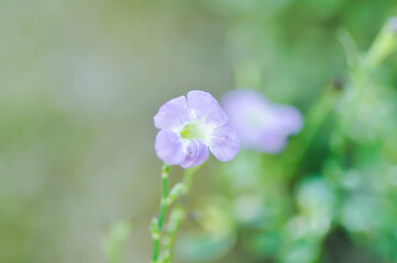 Asystasia gangetica or Asystasia gangetica St Johns or Ganges Primrose, Ganges River asystacia or Chinese violet or purple flower