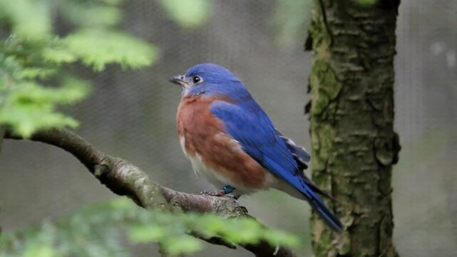 American bluebird