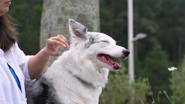 Blue merle Border Collie enjoys a head scratch outdoors
