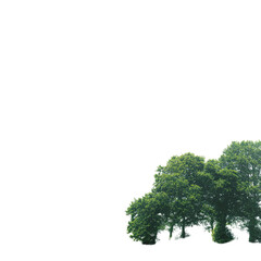 Obraz premium Dense cluster of green trees with vibrant foliage at bottom right, against a black void