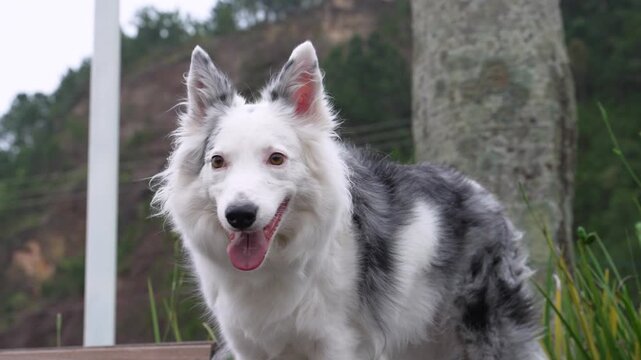 Blue merle Border Collie poses on a park bench