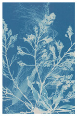 Seaweed Cyanotype Botanical Print © sandeep