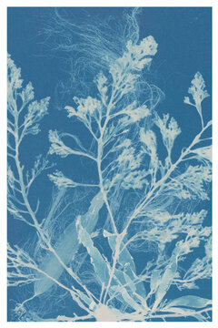 Seaweed Cyanotype Botanical Print