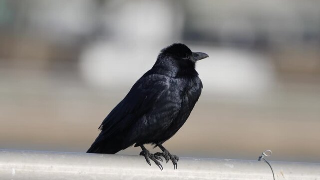 american crow 3