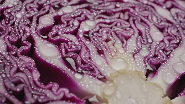 Vibrant purple cabbage close up reveals intricate layers and glistening water droplets A fresh healthy vegetable showcasing nature s beautiful patterns and textures