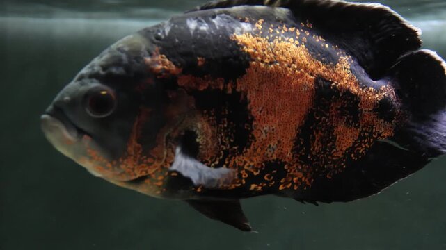 An oscar fish swims in an aquarium.