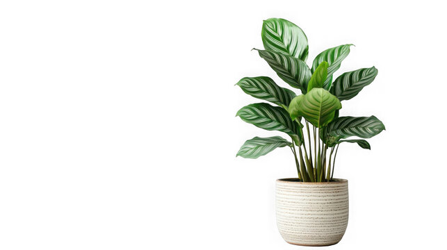 Beautifully potted calathea ornata houseplant displaying striking dark green leaves with prominent white stripes on transparent background