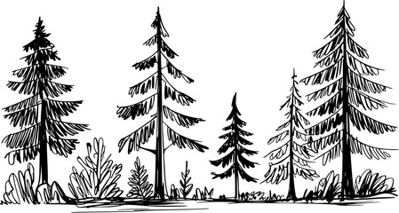 Black and white of diverse evergreen trees and undergrowth in a forest landscape © simplevector