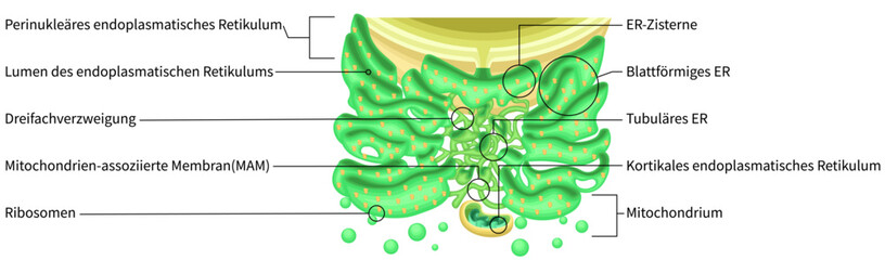 Endoplasmic Reticulum Structure with Ribosomes and Mitochondria German