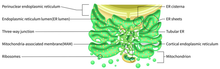 Endoplasmic Reticulum Structure with Ribosomes and Mitochondria English
