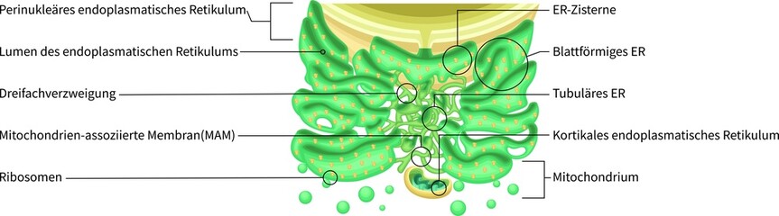 Endoplasmic Reticulum Structure with Ribosomes and Mitochondria German