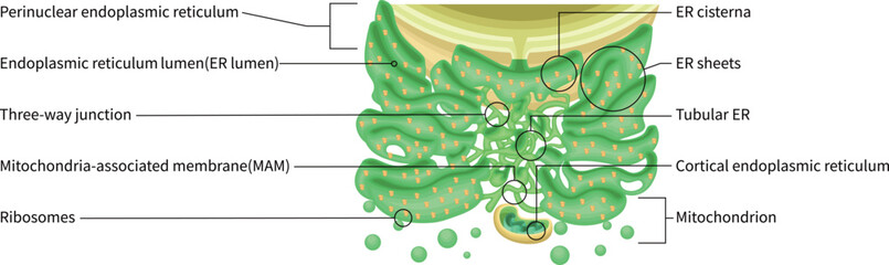Endoplasmic Reticulum Structure with Ribosomes and Mitochondria English