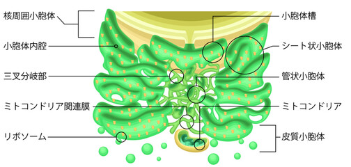 Endoplasmic Reticulum Structure with Ribosomes and Mitochondria Japanese