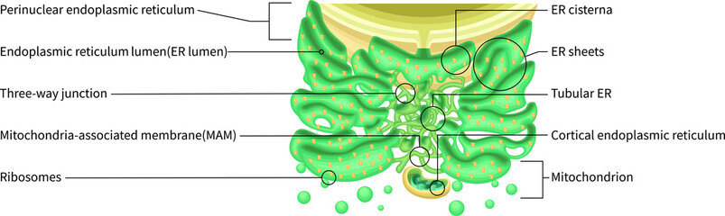 Endoplasmic Reticulum Structure with Ribosomes and Mitochondria English