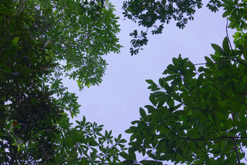 Tropical Rainforest Canopy Framing the Sky with Lush Green Foliage Background
