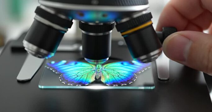 Close-up view of a scientist examining a vibrant butterfly specimen under a microscope
