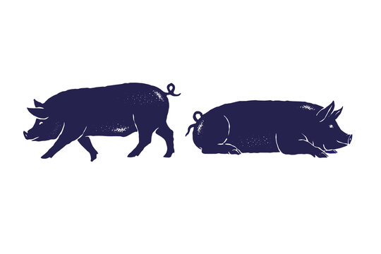Pig silhouette vector illustration set. two pig poses in silhouette textured vintage ink details style, farm animal branding Isolated on white background design