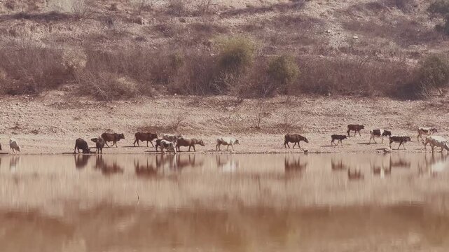 A herd of goats, sheep, and water buffaloes gathered by a muddy body of water, reflecting the dry surroundings.