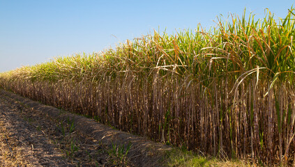 Obraz premium Rows of Sugarcane Plants in a Sunny Field