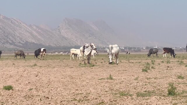 A small herd of zebu cows with distinctive humps grazing on sparse green grass in a dry, open landscape.