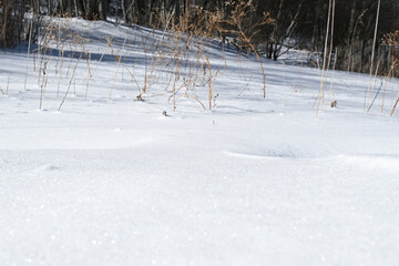 Winter Snowfield Forest Landscape