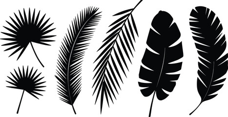 Tropical palm leaf silhouettes, monstera and banana leaves set, exotic jungle foliage, botanical vector illustration