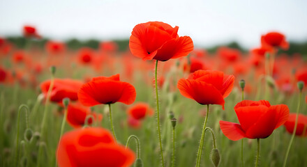 Obraz premium A field of red poppies blooming under a bright sky creating a vibrant and colorful landscape view