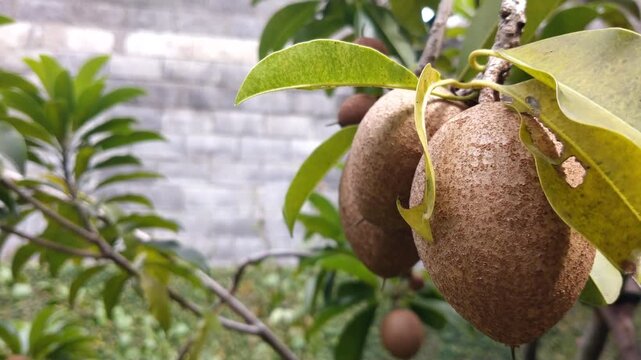 Fresh tropical sapodilla or sapodilla plum fruit hanging on the tree  with lush green leaf, swaying by the wing. Concept of agricultural,  organic food, natural vitamin themes content.