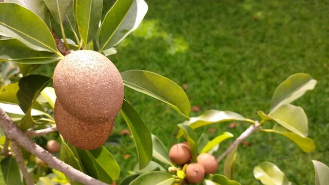 Fresh tropical sapodilla or sapodilla plum fruit hanging on the tree  with lush green leaf, swaying by the wing. Concept of agricultural,  organic food, natural vitamin themes content.