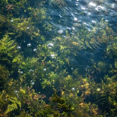 Clear Blue Water Revealing Lush Green Underwater Ferns And Bubbles With Sun Glare On Surface