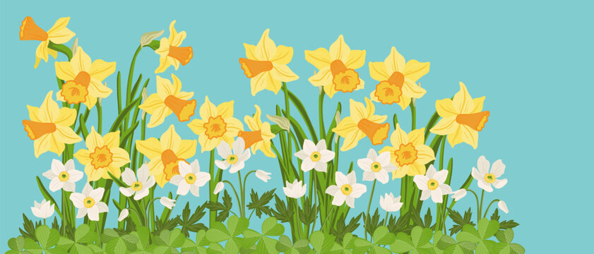 composition with spring flowers, yellow narcissus and white windflowers, vector drawing flowering wild plants at blue background, floral border, hand drawn botanical illustration