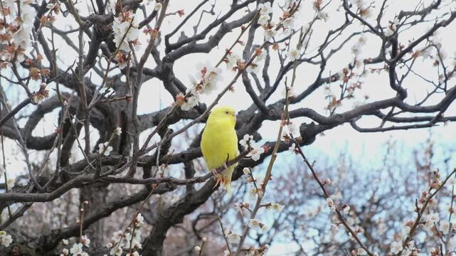 Adorable Yellow Budgie Parakeet Bird on blossom branch tree.