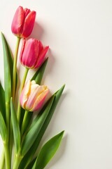 Fototapeta premium Elegant spring flat lay with tulips, long shot on ivory backdrop Delicate arrangement , red, macro