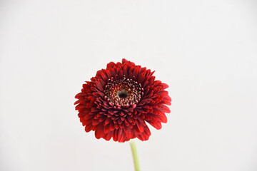 赤いガーベラ