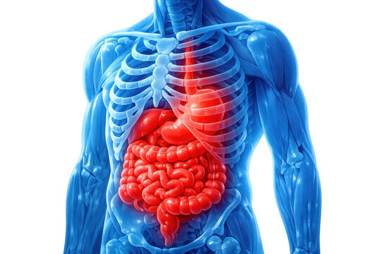 Internal Anatomy: A detailed, artistic representation of the human digestive system, illustrating its intricate structure and function with precision and clarity.