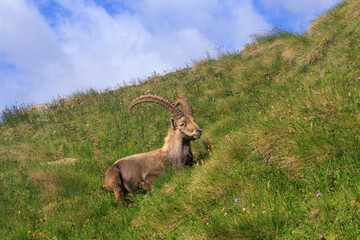 Alpine ibex in Aosta Valley mountains in summer in Pennine Alps, Italy