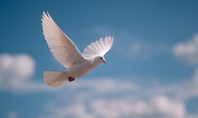 Fototapeta premium A white pigeon flies in a clear blue sky